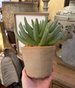 Load image into Gallery viewer, Succulents in Distressed Terra Cotta Pot with Pebble Rocks
