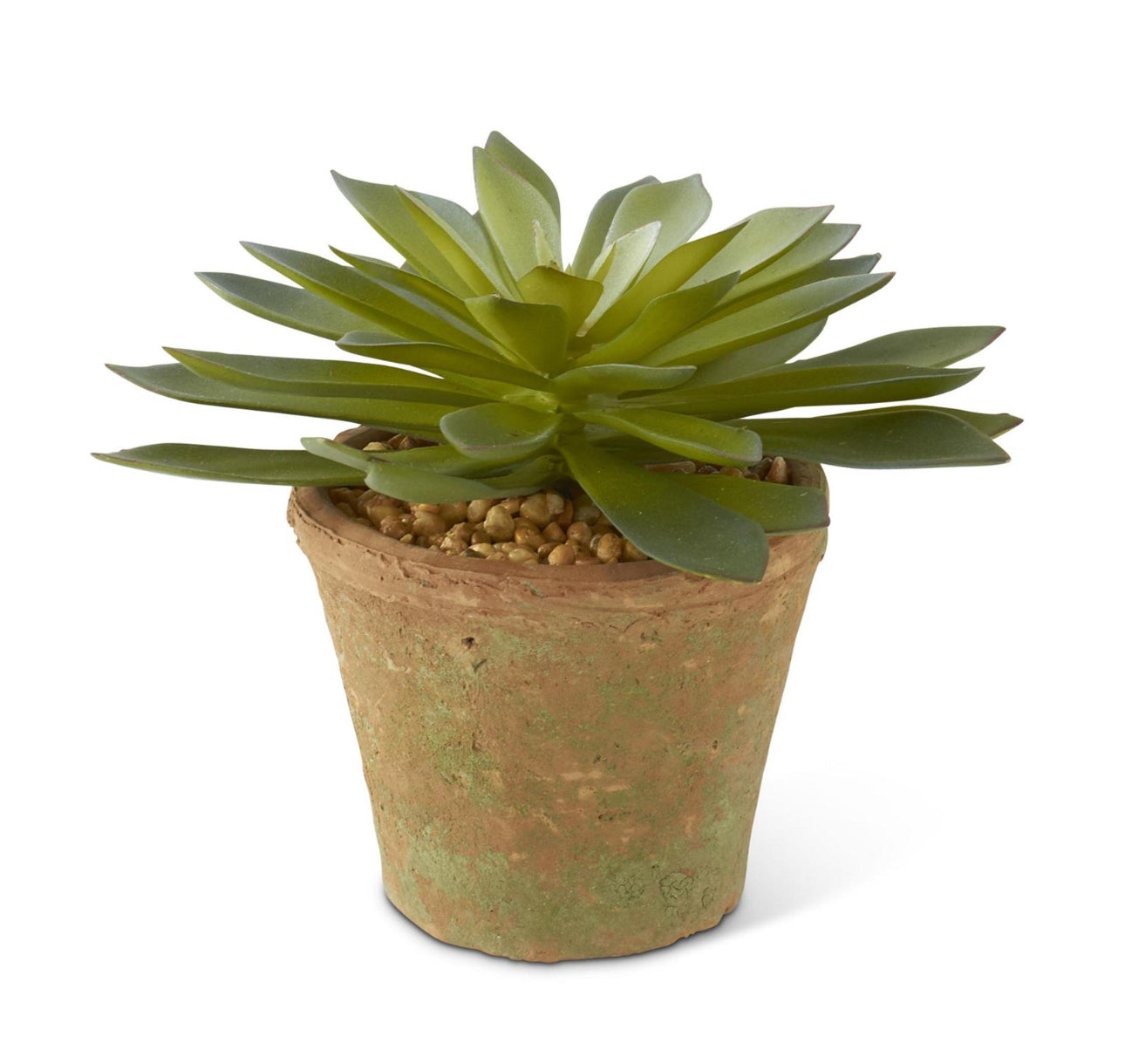 Succulents in Distressed Terra Cotta Pot with Pebble Rocks