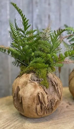 Load image into Gallery viewer, Wood Teak Moss Artificial Fern
