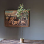 Load image into Gallery viewer, Olive Tabletop Potted Topiary
