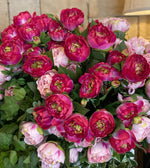 Load image into Gallery viewer, Hot Pink Peony Bush 16 heads
