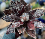 Load image into Gallery viewer, Copper Wine Glam Velvet Poinsettia with Sequins
