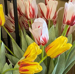 Load image into Gallery viewer, Real Touch White and Red Large  Tulips Pack of 8 (White and Red)
