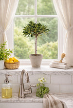 Load image into Gallery viewer, Small Olive Tabletop Potted Topiary in Cement Pot
