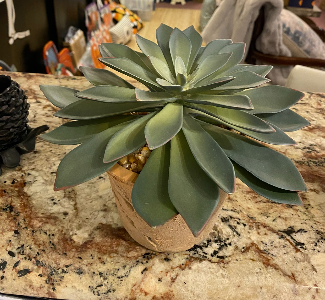 rocks in succulent pot Succulents in Distressed Terra Cotta Pot with Pebble Rocks – MelizaInteriorsInc