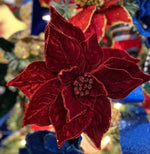 Load image into Gallery viewer, Burgundy Velvet Poinsettias Pack of 4
