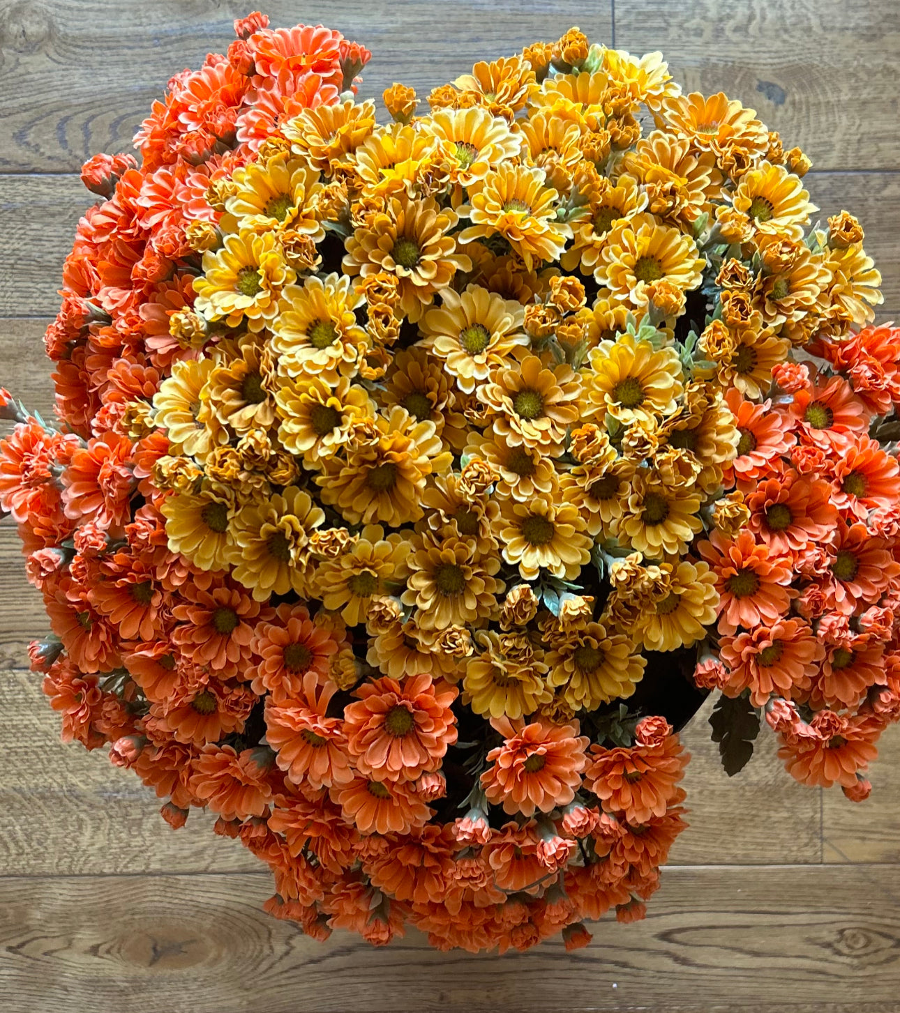 Set of 3 Bushes Yellow Gold Mums