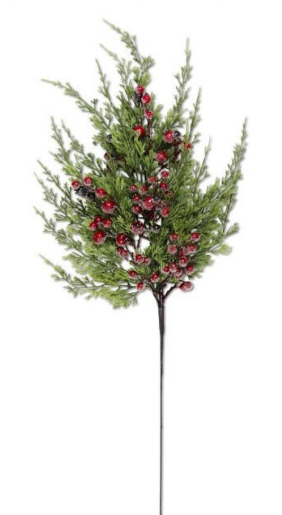 Cypress Pine with Red Berries Stems Pack of 3