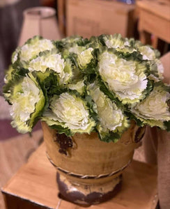 White & Green Cabbage Bundle of 3