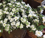 Load image into Gallery viewer, White Azalea Bush with Cascading Stems 27”length
