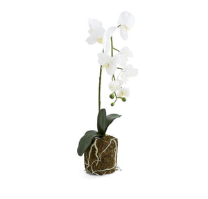 Orchid in Moss Container 28”h