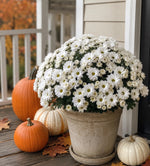Load image into Gallery viewer, Fall Autumn Faux White Mum Bush
