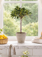 Load image into Gallery viewer, Small Olive Tabletop Potted Topiary in Cement Pot
