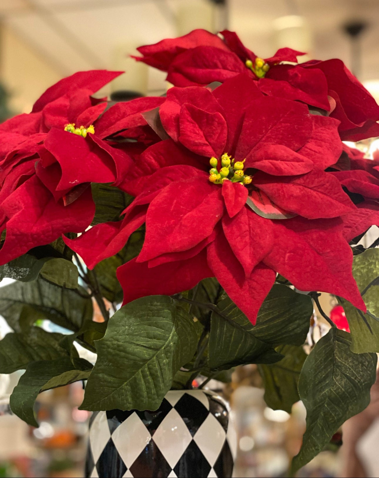 Velvet Red Poinsettia Bush