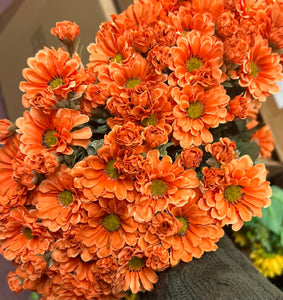 Set of 3 Bushes Orange Mums