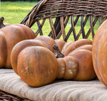 Load image into Gallery viewer, Realistic Faux Flat Bottom Boy Pumpkin
