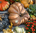 Load image into Gallery viewer, Realistic Large Faux Pretty Mama Pumpkin 14”Dia

