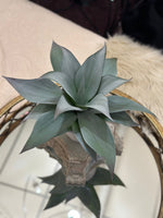 Load image into Gallery viewer, Faux Yucca in Gray Pot
