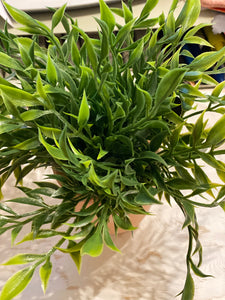 Herbs in Terra Cotta Pot with Rocks at Base of Plant