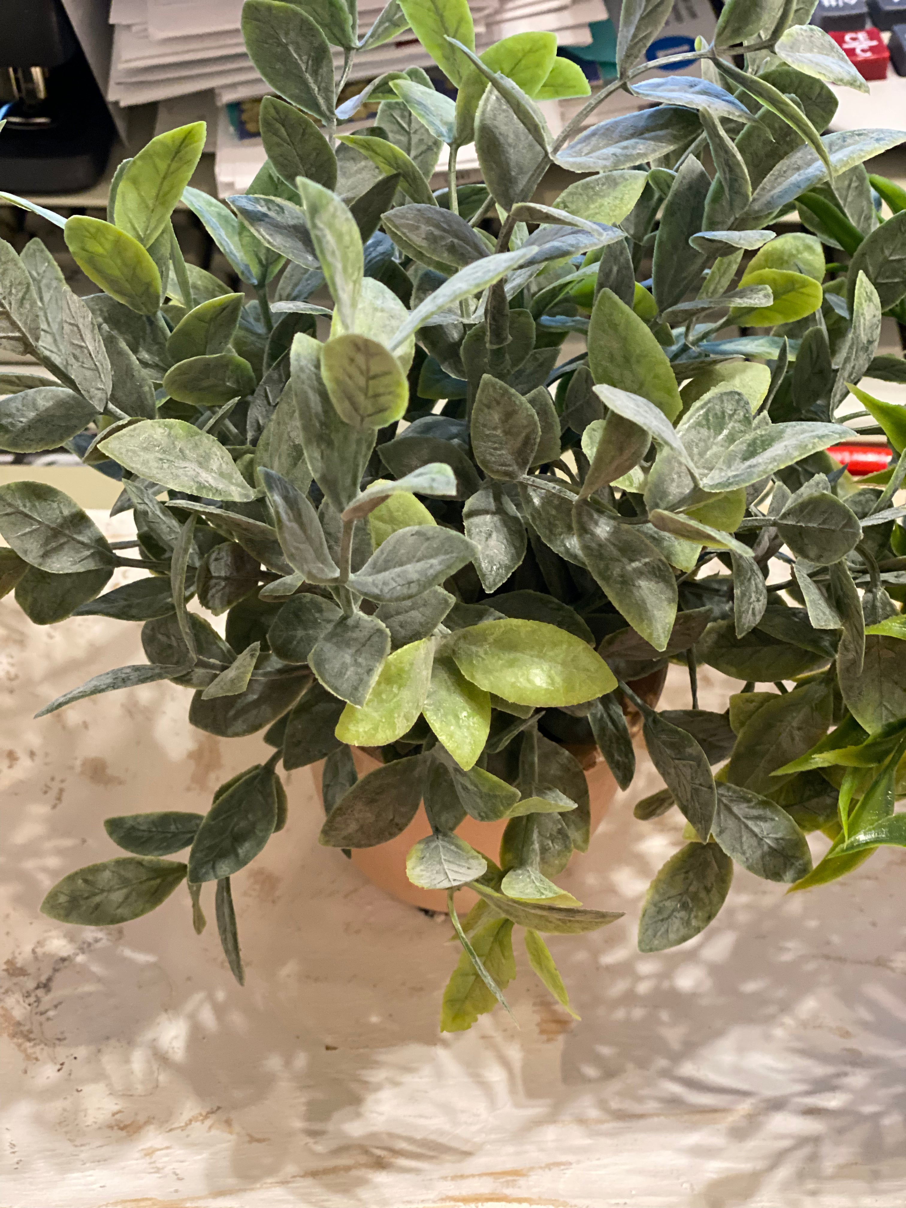 Herbs in Terra Cotta Pot with Rocks at Base of Plant