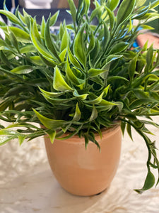 Herbs in Terra Cotta Pot with Rocks at Base of Plant