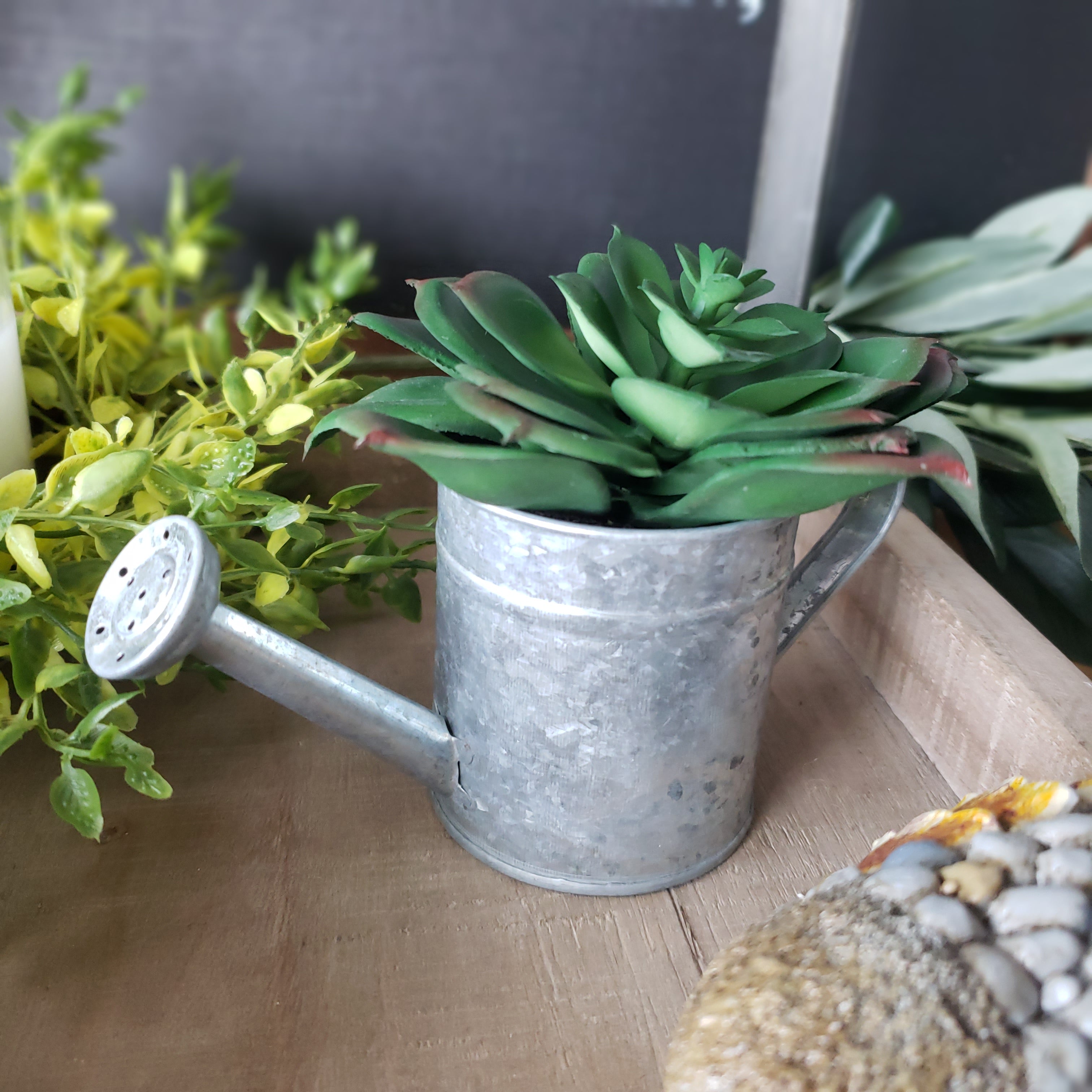 succulents in watering can Succulents in Galvanized Watering Can