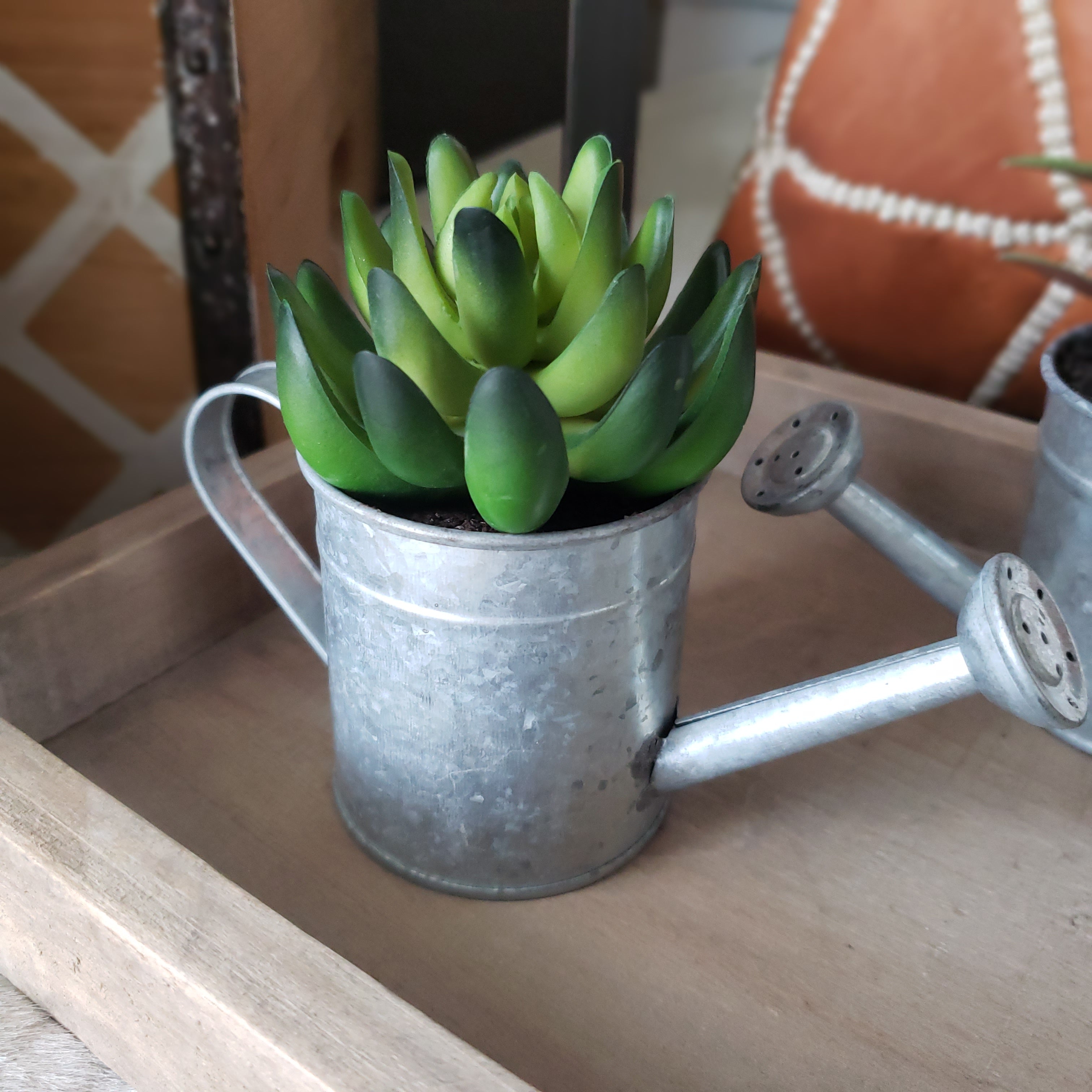 watering can for succulents Succulents in Galvanized Watering Can