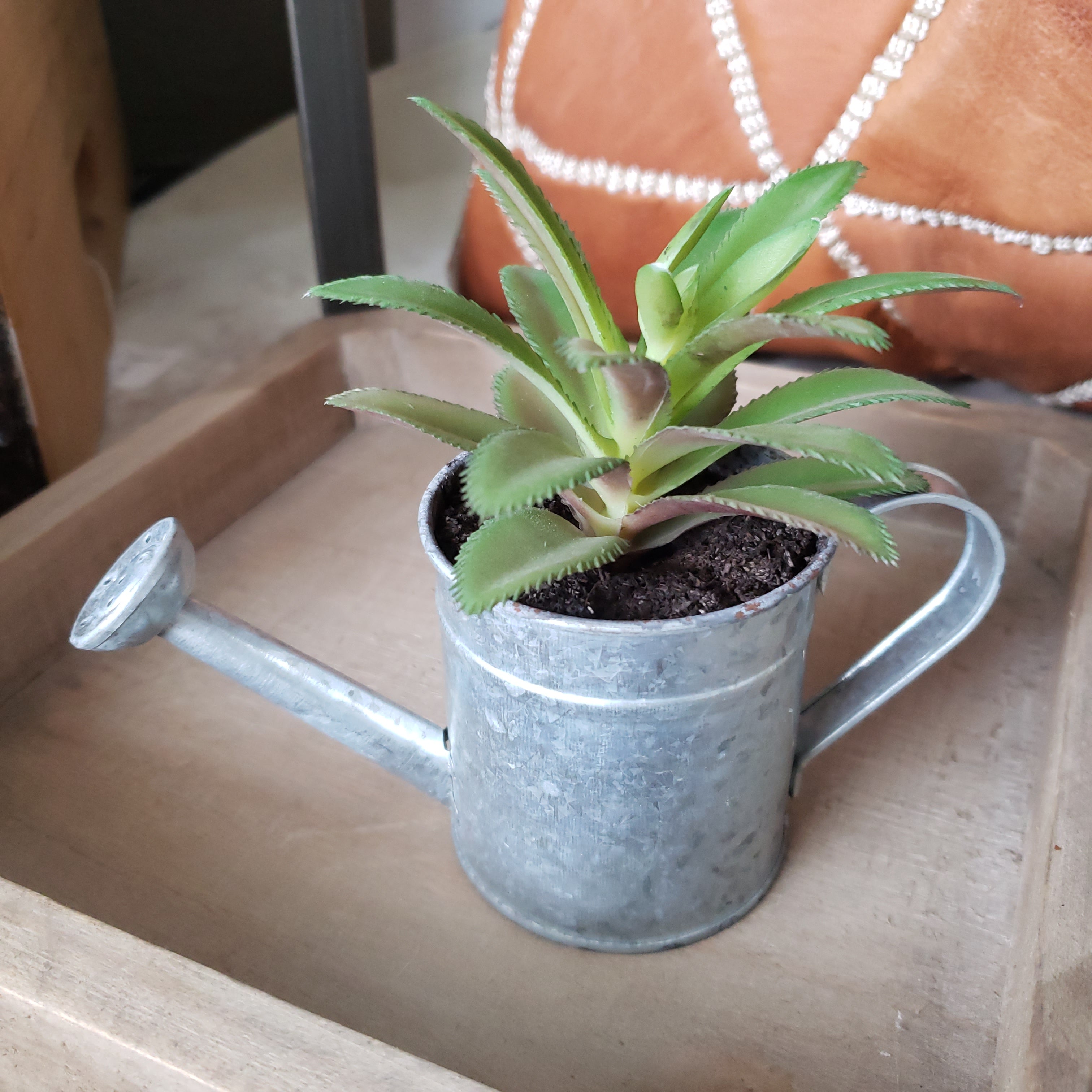 succulents in watering can Succulents in Galvanized Watering Can