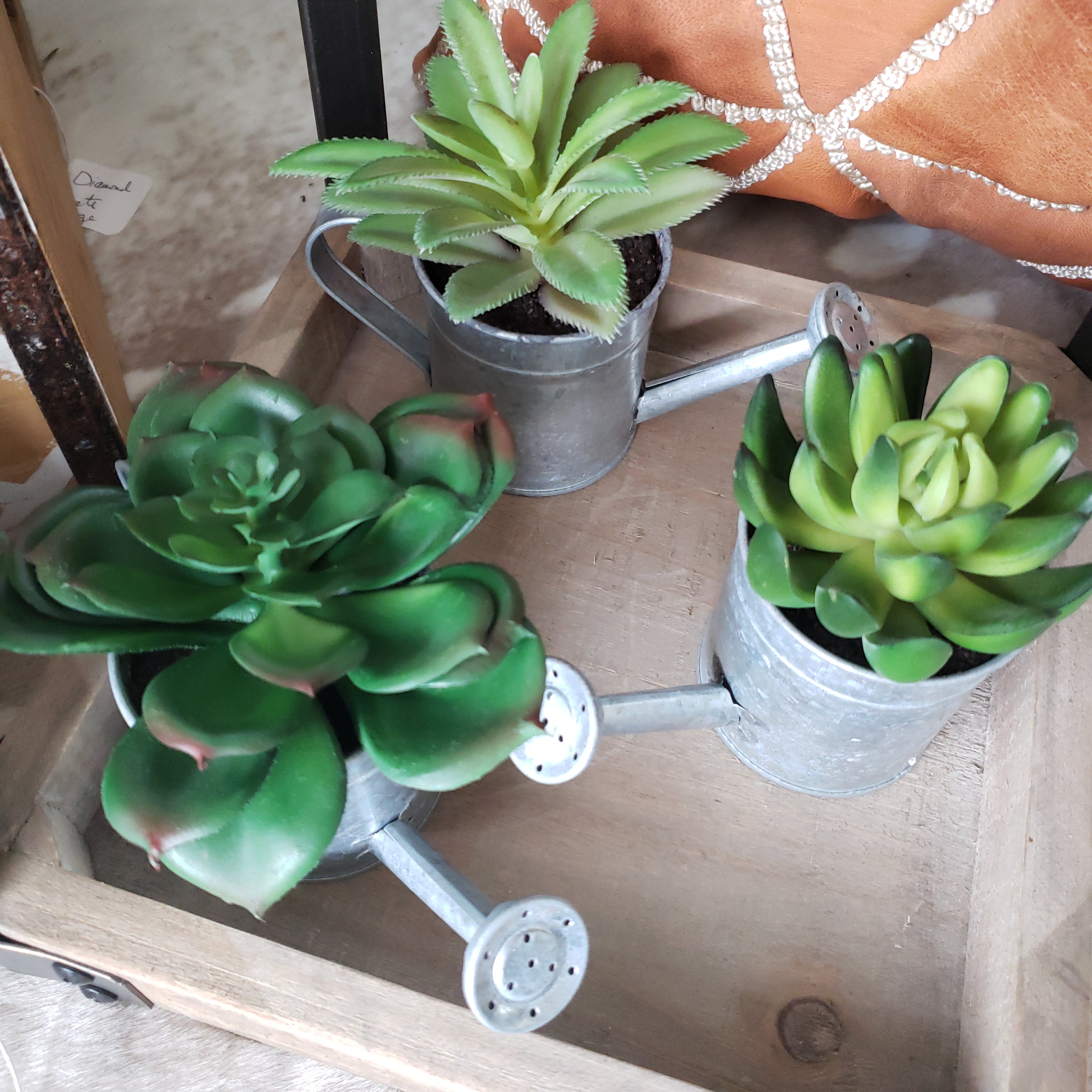 succulents in watering can Succulents in Galvanized Watering Can