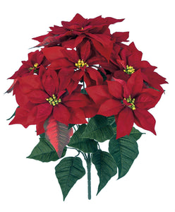 Velvet Red Poinsettia Bush