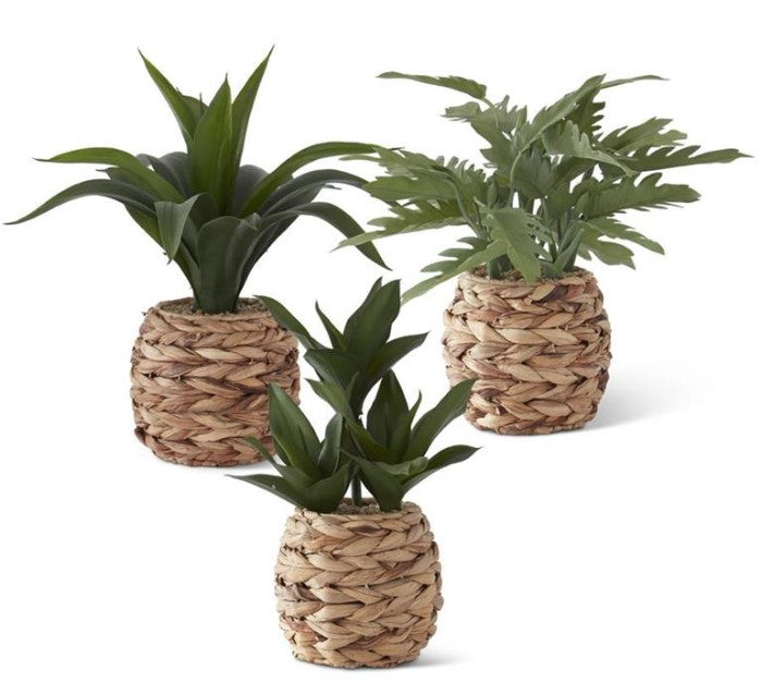 Assorted Foliage in Woven Baskets (3 Styles)