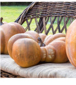 Load image into Gallery viewer, Realistic Faux Flat Bottom Boy Pumpkin
