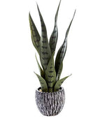 Load image into Gallery viewer, Snake Plant in Ceramic Pot
