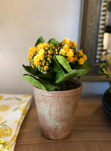 Yellow Faux Kalanchoe in Clay Pot