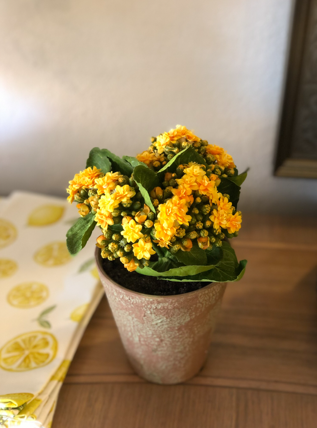 house plant small yellow flowers Yellow Faux Kalanchoe in Clay Pot – MelizaInteriorsInc