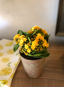 Yellow Faux Kalanchoe in Clay Pot