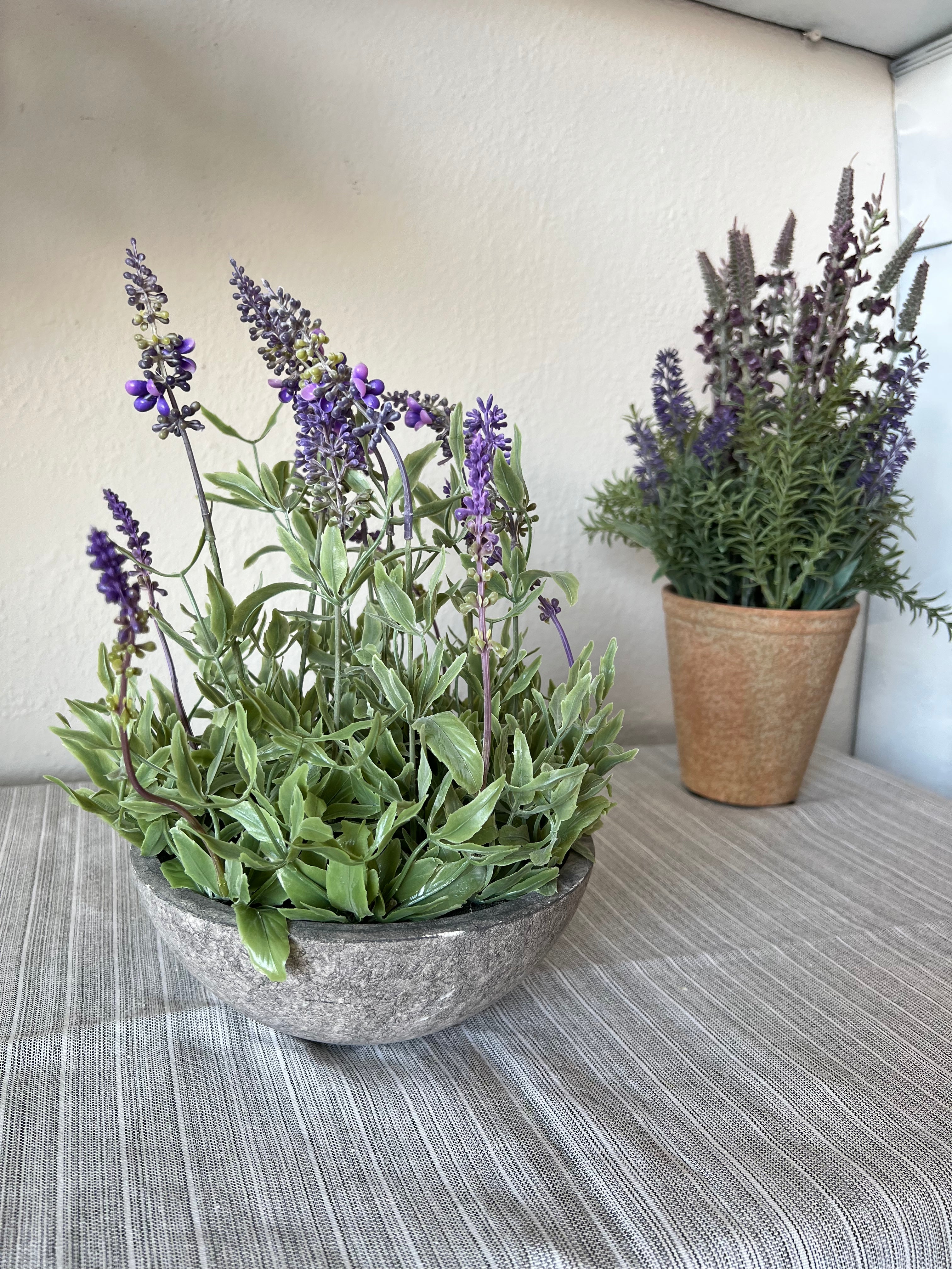 Lavender in Terra Cotta Pot