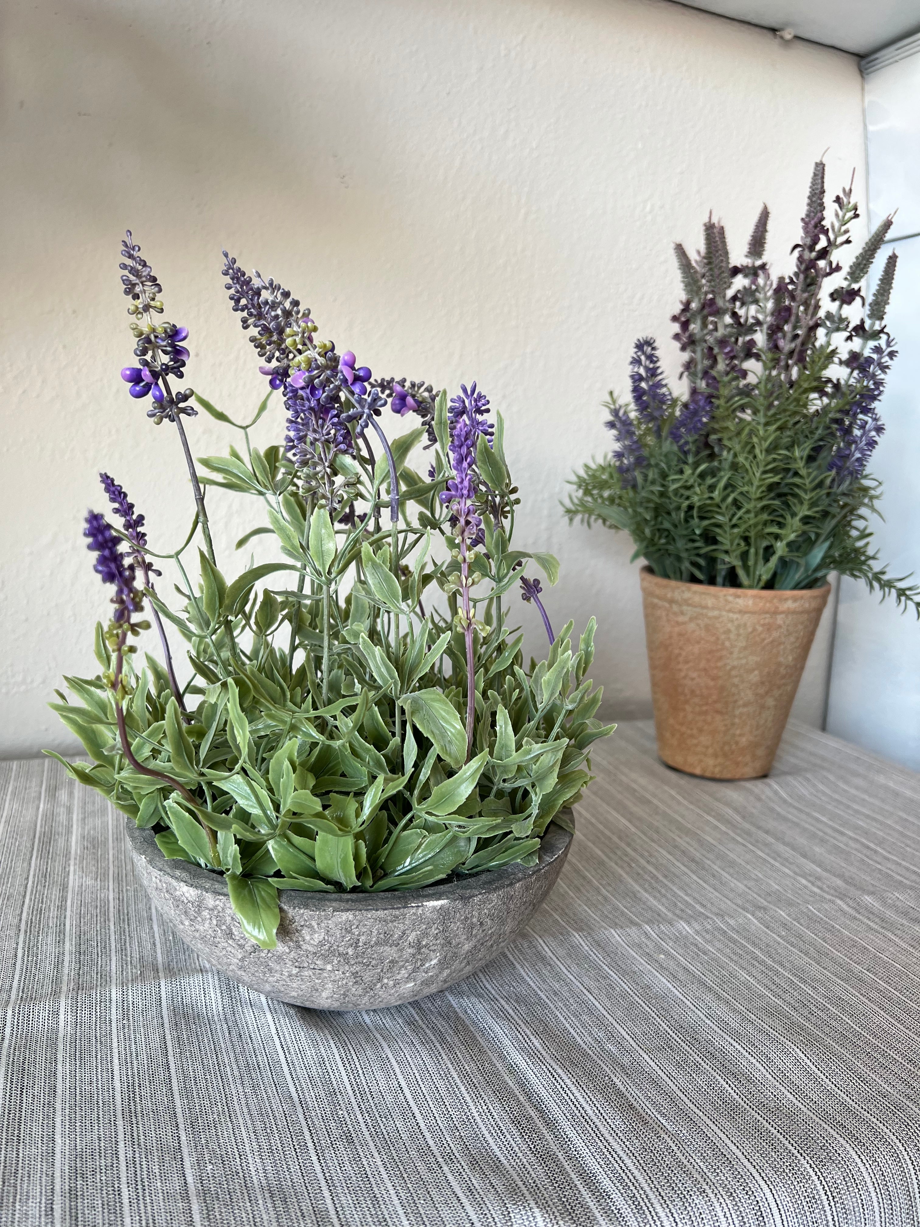 lavender plant in terracotta pot Lavender in Terra Cotta Pot – MelizaInteriorsInc