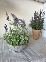 Load image into Gallery viewer, Lavender in Terra Cotta Pot
