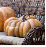 Load image into Gallery viewer, Realistic Large Faux Pretty Mama Pumpkin 14”Dia
