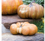 Load image into Gallery viewer, Realistic Faux Flat Bottom Boy Pumpkin

