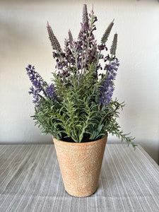 Lavender in Terra Cotta Pot