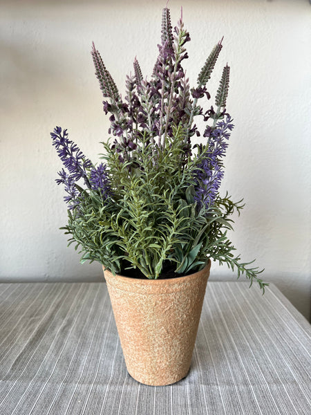lavender plant in terracotta pot Lavender in Terra Cotta Pot – MelizaInteriorsInc