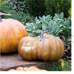 Load image into Gallery viewer, Realistic Large Faux Pretty Mama Pumpkin 14”Dia
