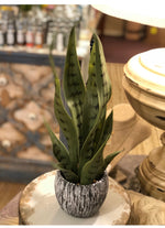 Load image into Gallery viewer, Snake Plant in Ceramic Pot
