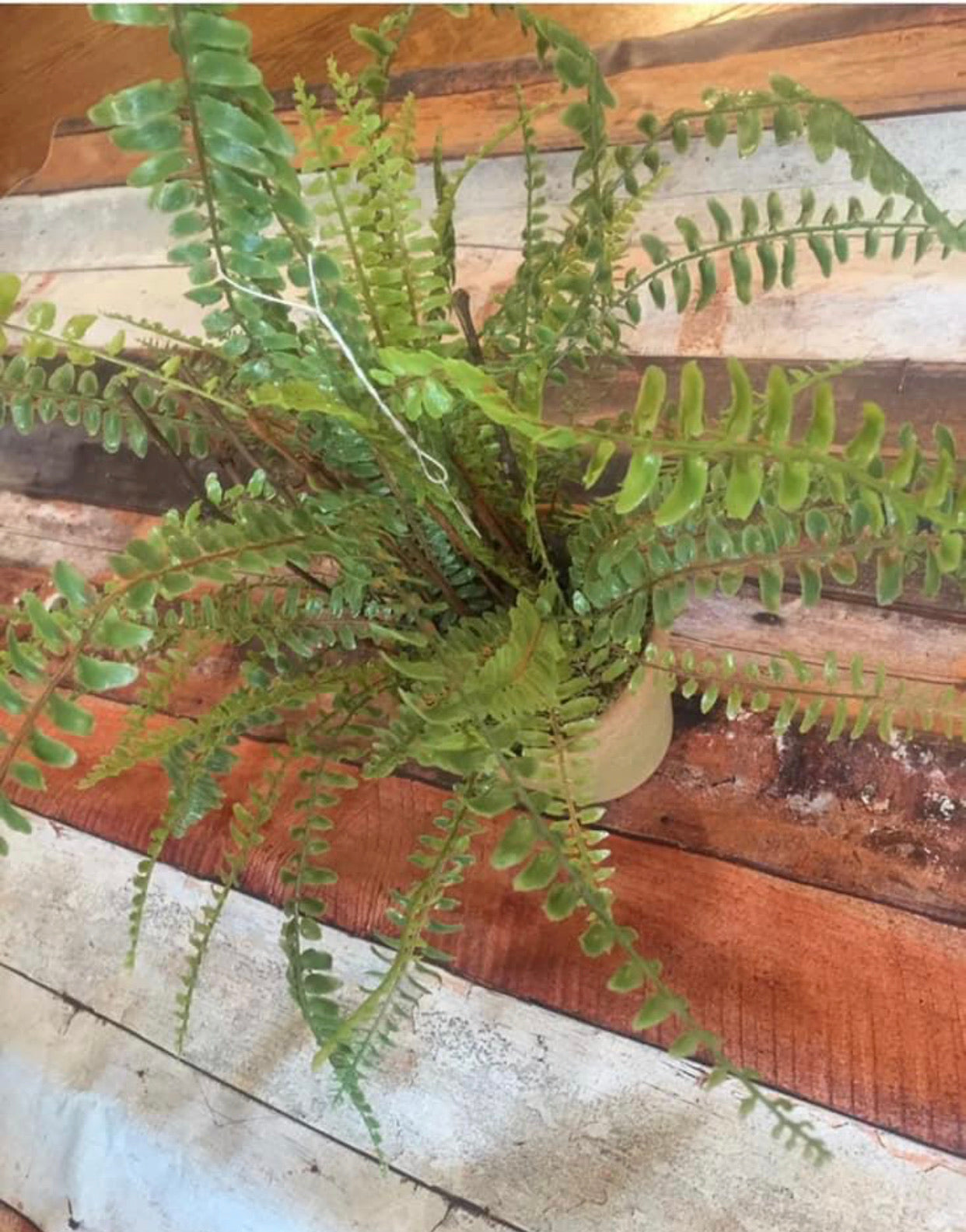 Artificial Realistic Fern in Terra Cotta Pot