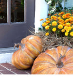 Load image into Gallery viewer, Realistic Large Faux Pretty Mama Pumpkin 14”Dia
