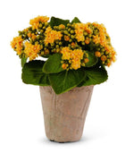 Load image into Gallery viewer, Yellow Faux Kalanchoe in Clay Pot
